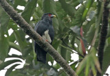 Red-throated Caracara