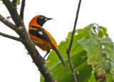 Orange-backed Troupial