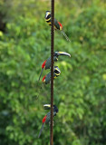 Many-banded Aracari