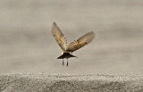 Little Ground-Tyrant