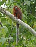 White-tailed Titi-Monkey