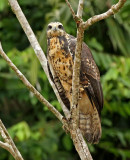 Great Black-Hawk
