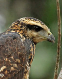 Great Black-Hawk