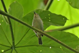 Bicolored Conebill