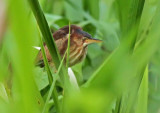 Least Bittern