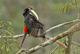 Many-banded Aracari