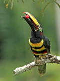 Many-banded Aracari