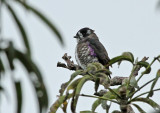 White-browed Purpletuft