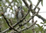 White-browed Purpletuft