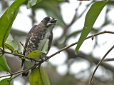 White-browed Purpletuft