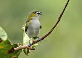 White-lored Euphonia