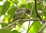 Yellow-crowned Elaenia