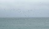 Blue-footed Booby