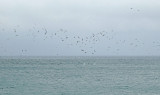 Blue-footed Booby