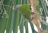 Gray-cheeked Parakeet