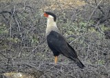 Northern Crested Caracara