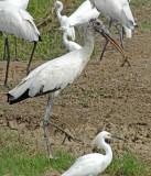 Woodstork