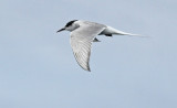 Arctic Tern