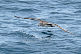 Pink-footed Shearwater