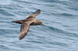 Sooty Shearwater