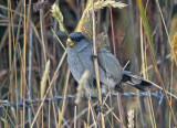 Band-tailed Seedeater