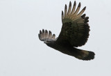 Black-and-chestnut Eagle
