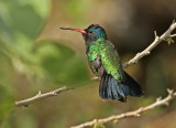 Blue-headed Sapphire