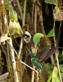 Collared Inca