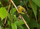 Handsome Flycatcher