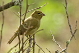 Yellow-faced Grassquit
