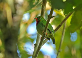 Fiery-throated Fruiteater