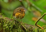 Ochre-breasted Antpitta