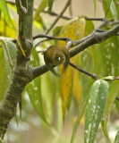 Yellow-whiskered Bush-Tanager