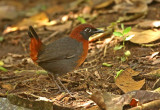 Rufous-breasted Antthrush