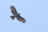 Hook-billed Kite