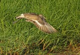 Hudsonian Godwit