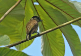 Olivaceous Piculet