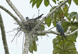 Plumbeous Kite