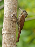 Streak-headed Woodcreeper