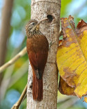 Streak-headed Woodcreeper