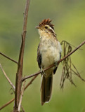 Striped Cuckoo