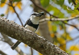 White-necked Puffbird