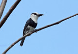 White-necked Puffbird