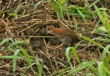 White-throated Crake