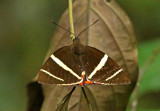 Moth Castniidae