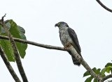 Hook-billed Kite