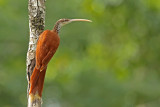 Long-billed Woodcreeper