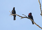 Purple-throated Fruitcrow