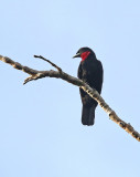 Purple-throated Fruitcrow