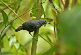 Slate-colored Antbird